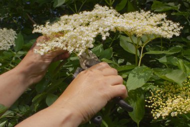 Elderflower harvest clipart