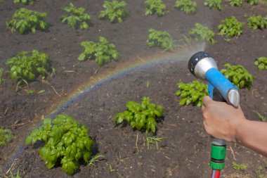 Watering crops with a rainbow clipart