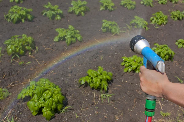 Vattning grödor med en regnbåge — Stockfoto