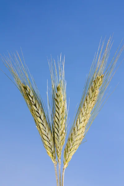 Weizen vor blauem Himmel — Stockfoto