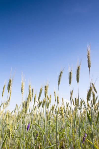 여름의 밀밭 — 스톡 사진