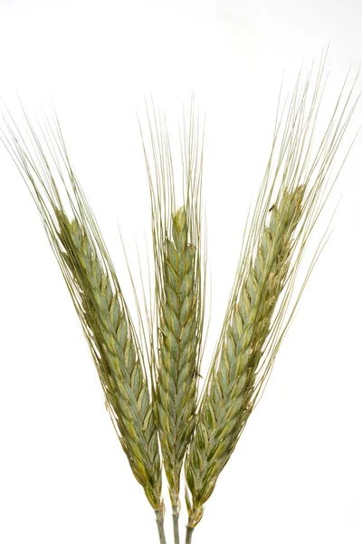 Weizen vor weißem Hintergrund — Stockfoto