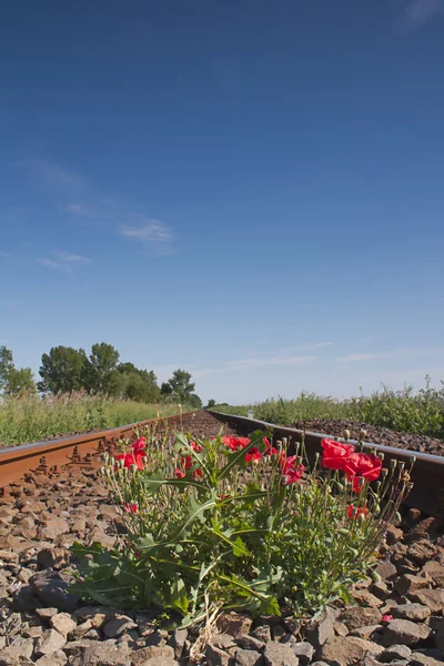 Poppies on the tracks — Stock Photo, Image