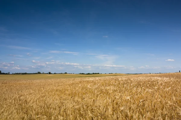 밀 밭 풍경 — 스톡 사진