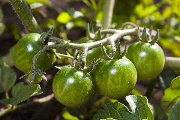 포도 나무 토마토 — 스톡 사진
