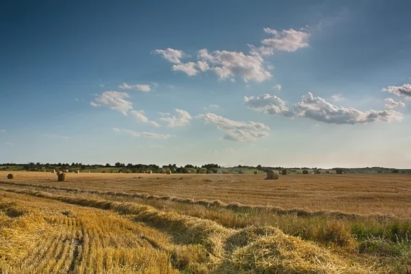 Пшеничні поля краєвид — стокове фото