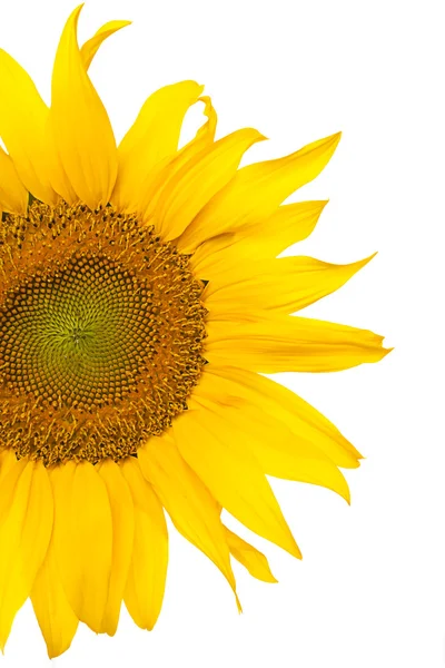 stock image Sunflower background