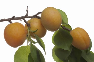 Ripening apricots