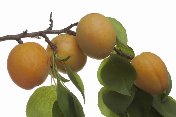 Ripening apricots — Stockfoto