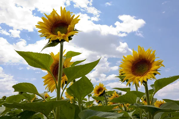 Zonnebloemen op een zonnige dag — Stockfoto