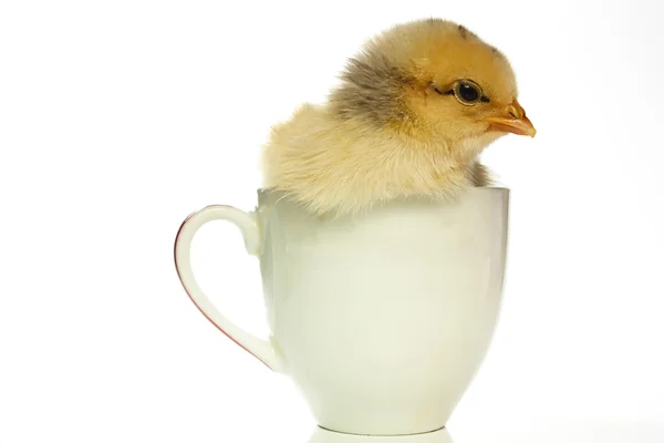 Chick in een kopje — Stockfoto