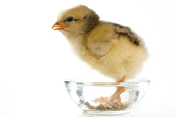 Chick on feeding bowl — Stock Photo, Image