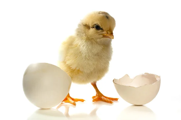 Huhn und Ei — Stockfoto