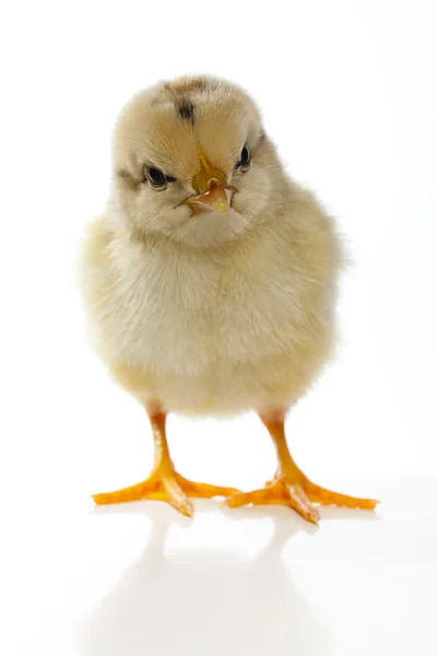 Chick staren op camera — Stockfoto