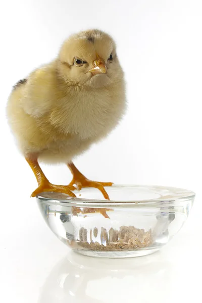 Chick op het vervoederen aan kom — Stockfoto