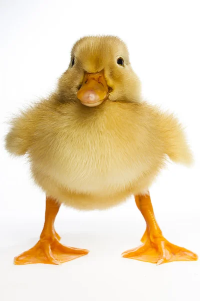 Standing duckling — Stock Photo, Image