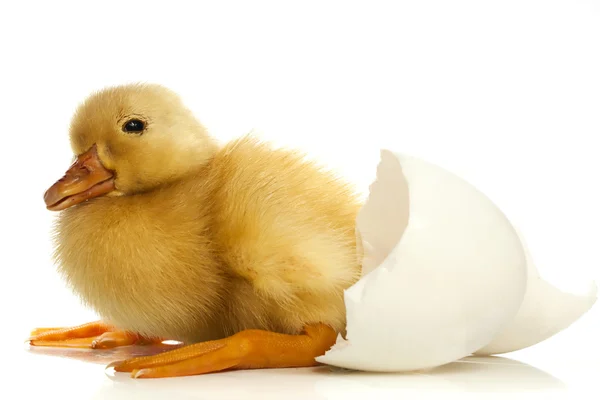 Duckling and egg shell — Stock Photo, Image