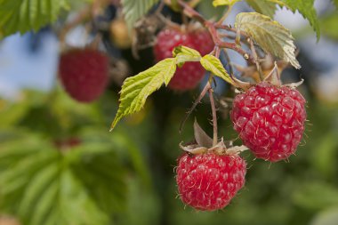 bush üzerinde büyüyen ahududu