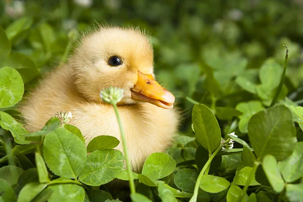 Baby duckling in clover — Stock Photo, Image