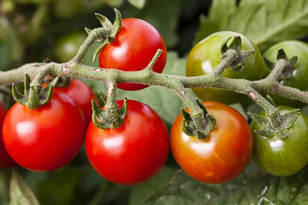 Ripening vine tomato — Stock Photo, Image
