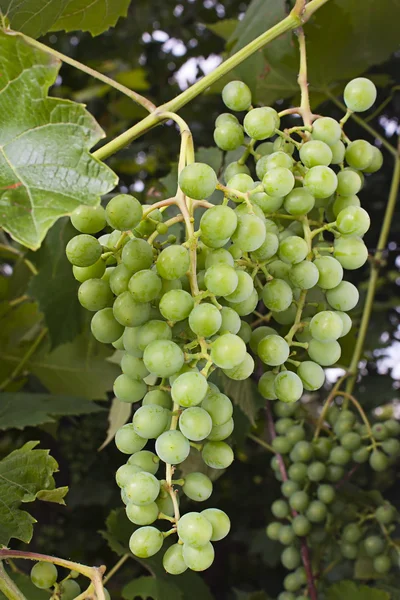 Grapes hanging on the vine — Stock Photo, Image