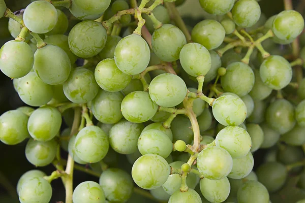 Winogrona z bliska — Zdjęcie stockowe