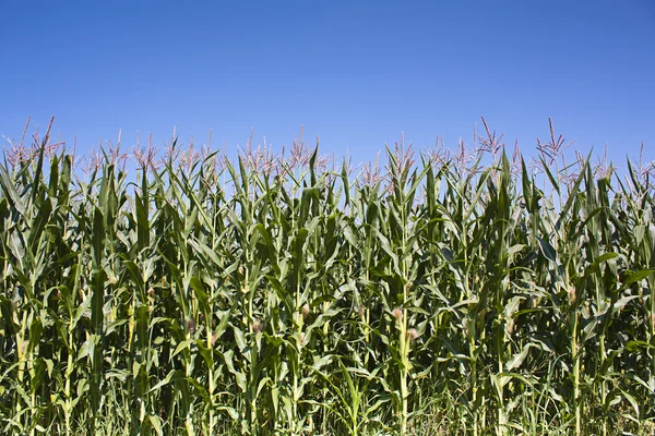 Стена кукурузы — стоковое фото