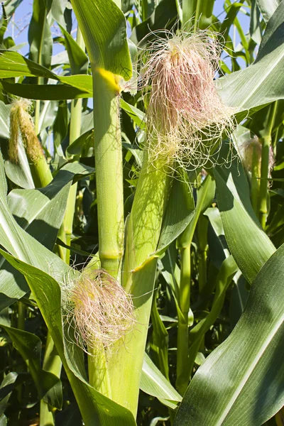 Кукуруза крупным планом — стоковое фото