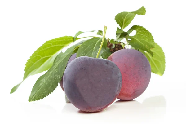 stock image Plum still life