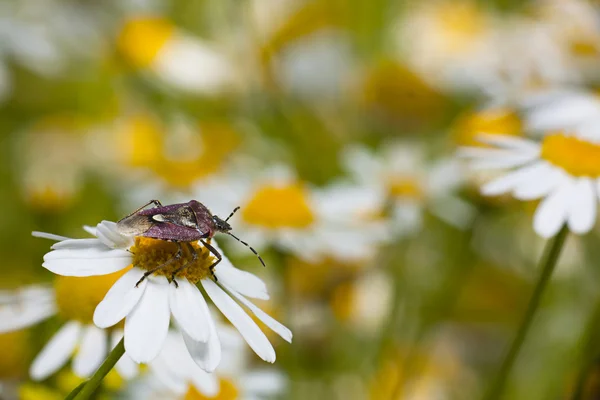 Sheild Bug and Daisy — Stock Photo, Image