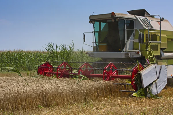 Kombine biçerdöver buğday veya arpa toplama — Stok fotoğraf