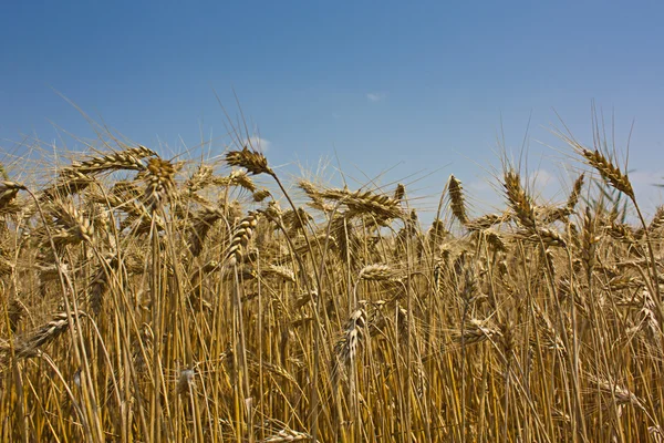 Золотые зерна пшеницы на фоне голубого неба — стоковое фото