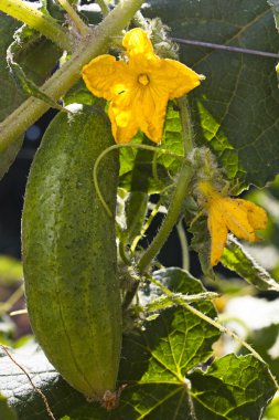 komkommer groeien op plant