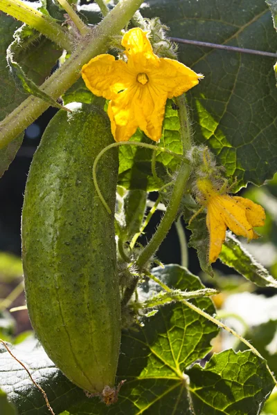 Cucumber growing on plant — Stock Photo, Image