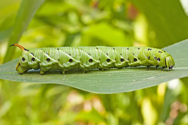 Tomaat hornworm caterpillar Rechtenvrije Stockfoto's