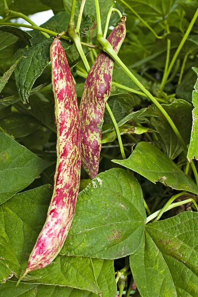 stock image Borlotti Beans