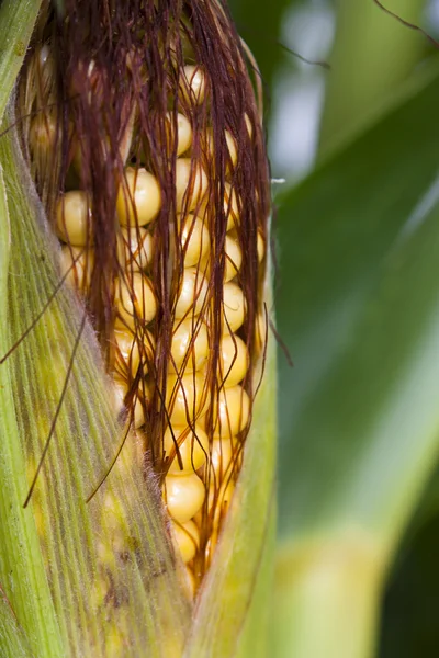 Созревание сладкой кукурузы — стоковое фото