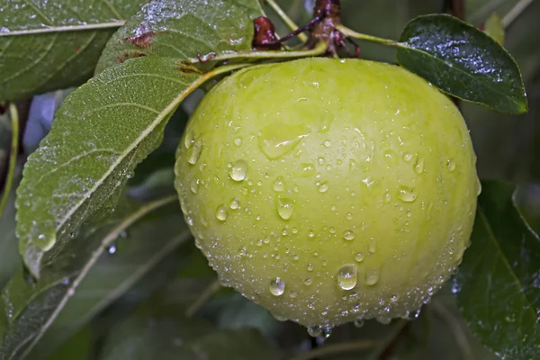 Νόστιμα μήλα των Εσπερίδων — Φωτογραφία Αρχείου