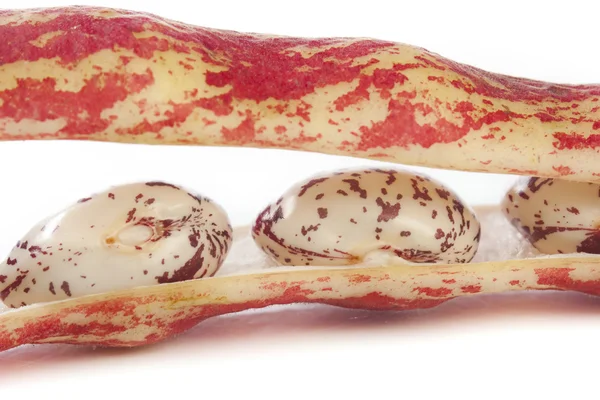 Borlotti bean close up — Stock Photo, Image