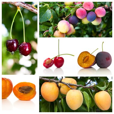 Collage of cherries plums and apricot clipart