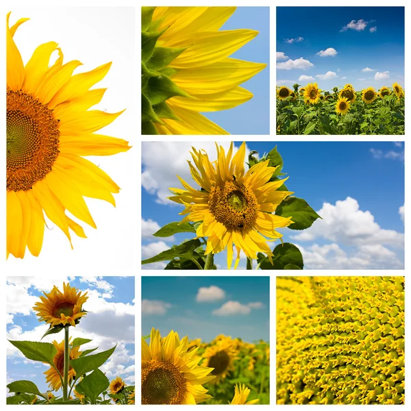 stock image Sunflower montage