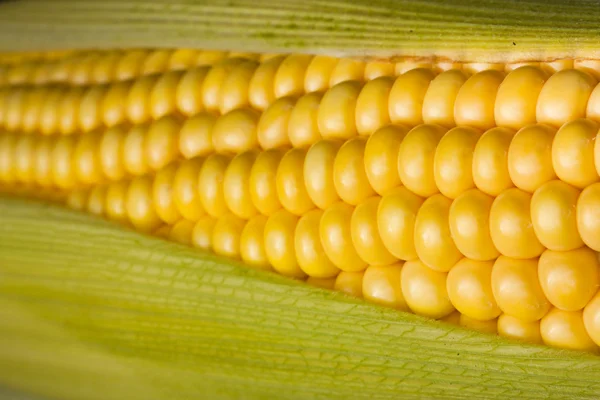 玉米芯的背景上 — 图库照片