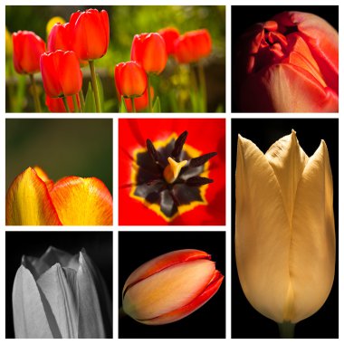 Tulip Montage clipart