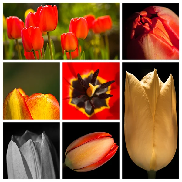 Tulipán sestřih — Stock fotografie