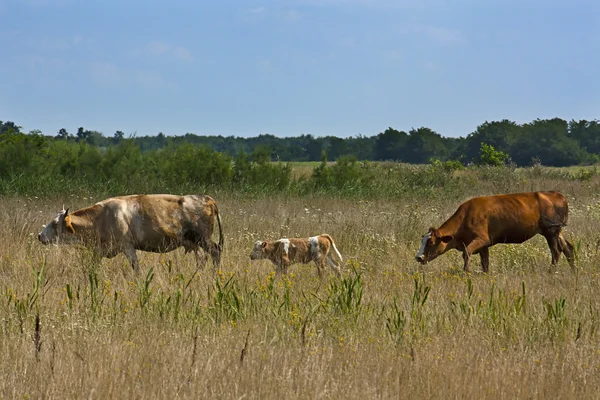 Familj med kor på Prairie — Stockfoto