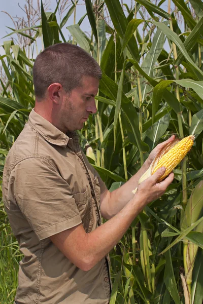 Farmář kontrola kukuřice sklizeň — Stock fotografie