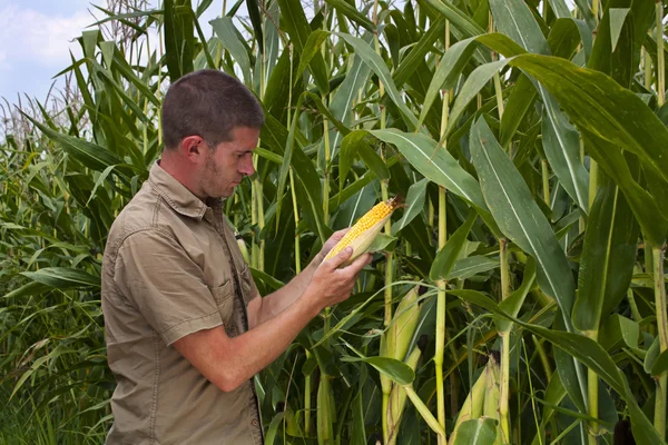 Agricultor que inspecciona a colheita de milho — Fotografia de Stock