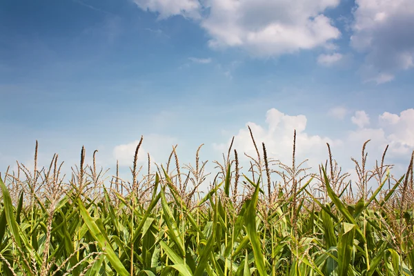 Maïs spears tegen een zomer hemel — Stockfoto