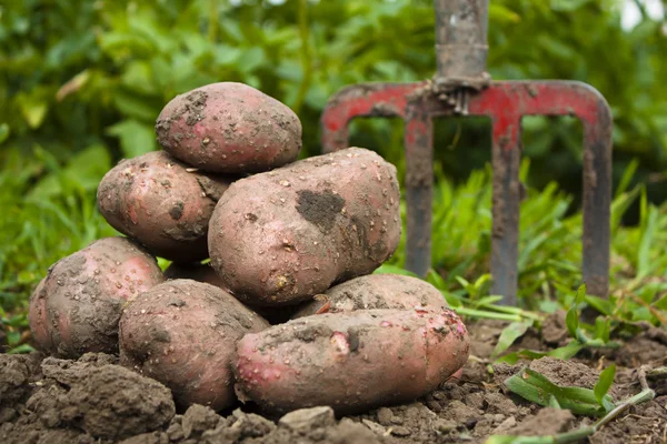 Vers geoogste aardappel — Stockfoto