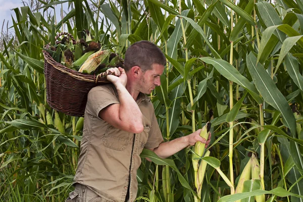 Farmář sklízí kukuřice — Stock fotografie